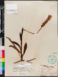 Spiranthes odorata image