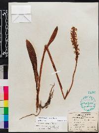 Spiranthes odorata image