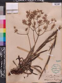 Eriogonum longifolium image