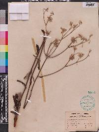 Eriogonum floridanum image