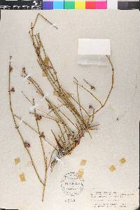 Ephedra viridis image