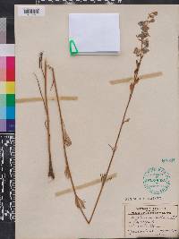 Delphinium carolinianum image