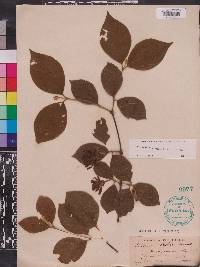 Calycanthus floridus var. floridus image