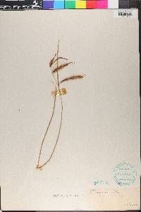 Carex gynandra image