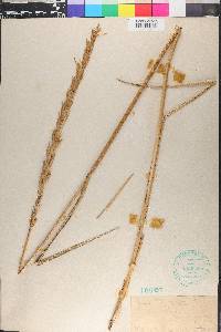 Leymus mollis image