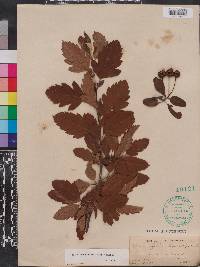 Malus angustifolia image
