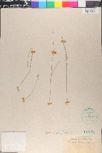 Trichophorum planifolium image