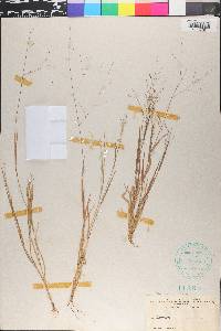 Panicum philadelphicum image