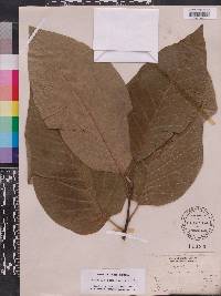 Magnolia acuminata image