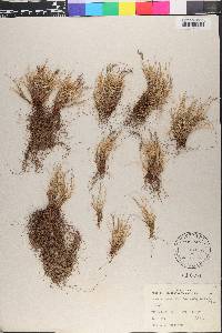 Festuca brachyphylla subsp. brachyphylla image