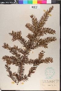 Taxus canadensis image