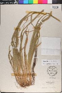 Carex laxiculmis image