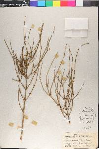 Ephedra antisyphilitica image