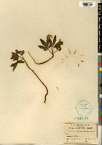 Panax trifolium image