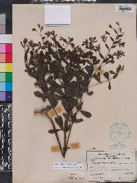 Baptisia calycosa image