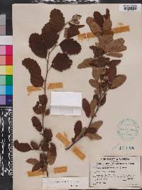 Malus angustifolia image