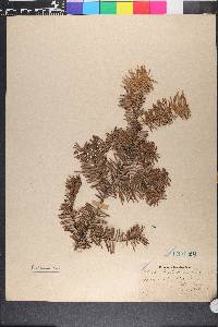 Abies balsamea image