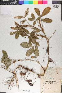Arachis hypogaea image