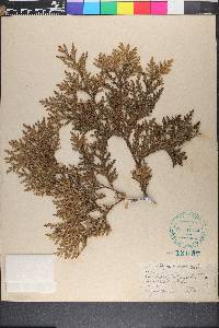 Thuja occidentalis image