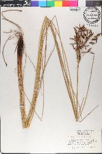 Fimbristylis thermalis image