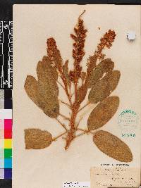 Lupinus diffusus image