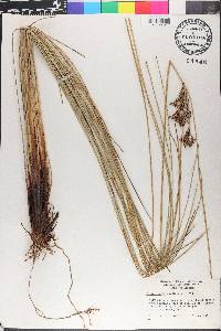 Fimbristylis thermalis image