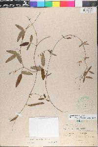 Galactia volubilis image