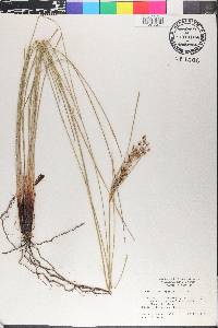 Fimbristylis thermalis image