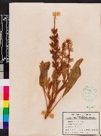 Lupinus diffusus image