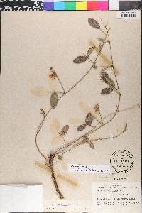 Galactia glabella image