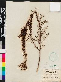 Trichostema suffrutescens image