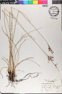 Fimbristylis thermalis image