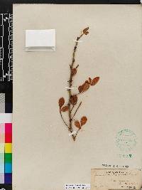 Zanthoxylum fagara image