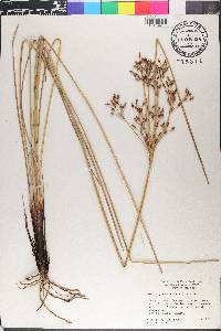 Fimbristylis thermalis image
