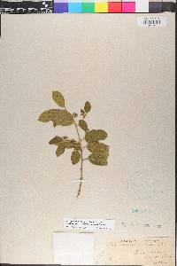 Frangula californica subsp. ursina image