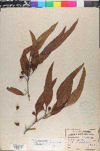 Eucalyptus sideroxylon image