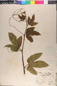 Passiflora edulis image