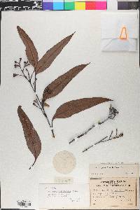 Eucalyptus paniculata image