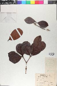 Eugenia brasiliensis image