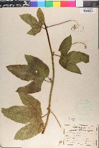 Passiflora edulis image