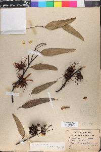 Eucalyptus cornuta image