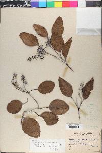Eucalyptus polyanthemos image