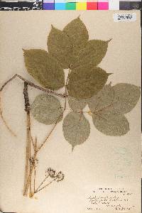 Aralia nudicaulis image