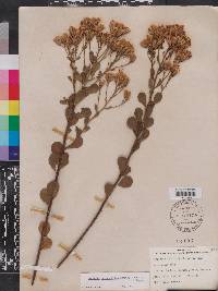 Garberia heterophylla image