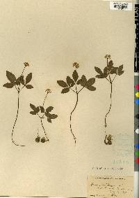 Panax trifolium image