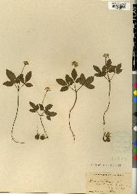 Panax trifolium image