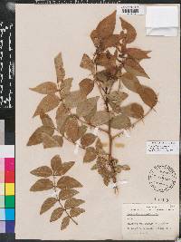 Zanthoxylum clava-herculis subsp. clava-herculis image