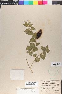 Matelea pubiflora image