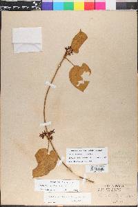 Matelea floridana image