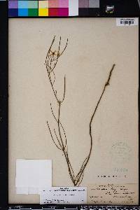 Asclepias feayi image